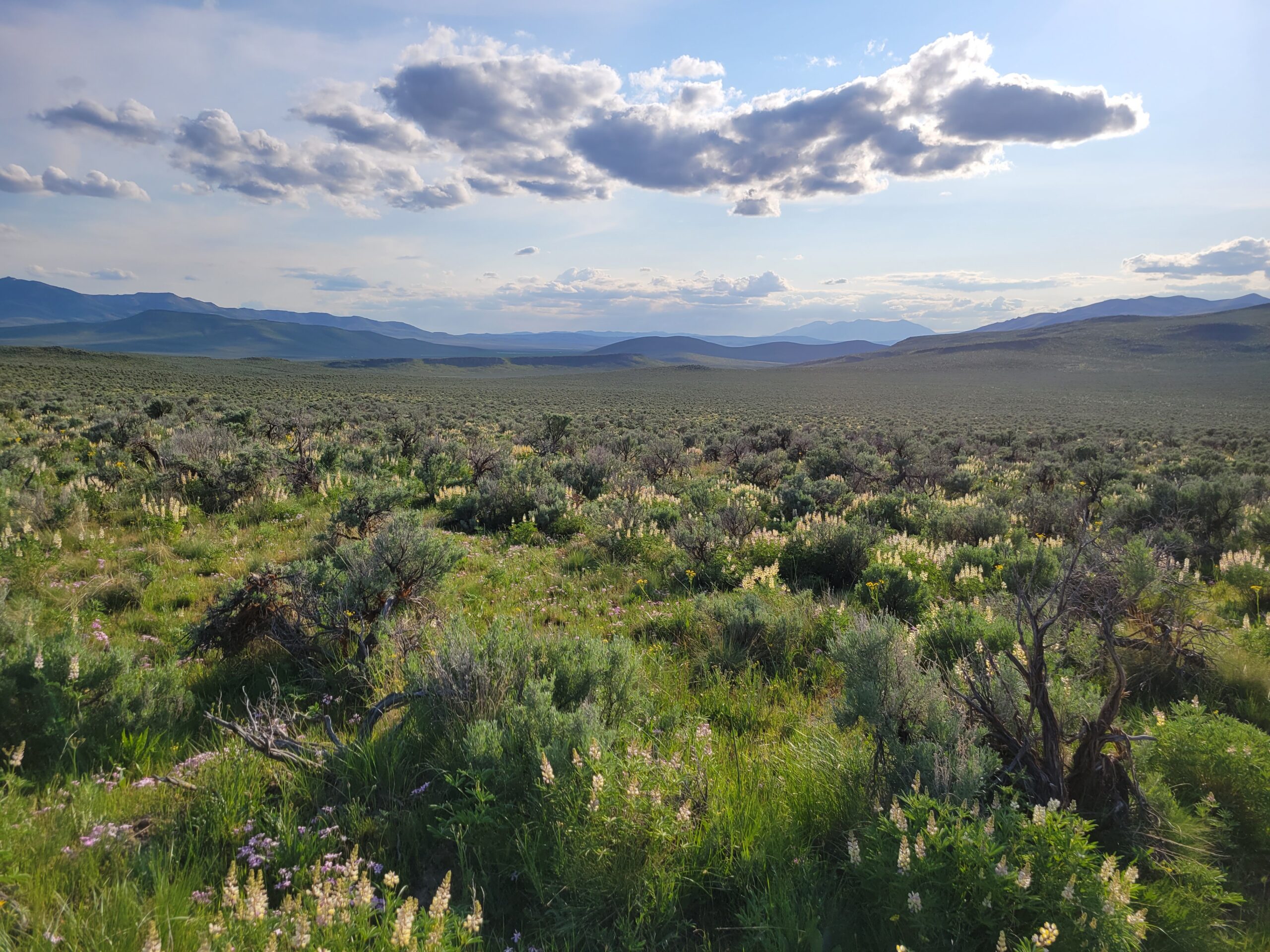 Northern Great Basin Conservation Bank
