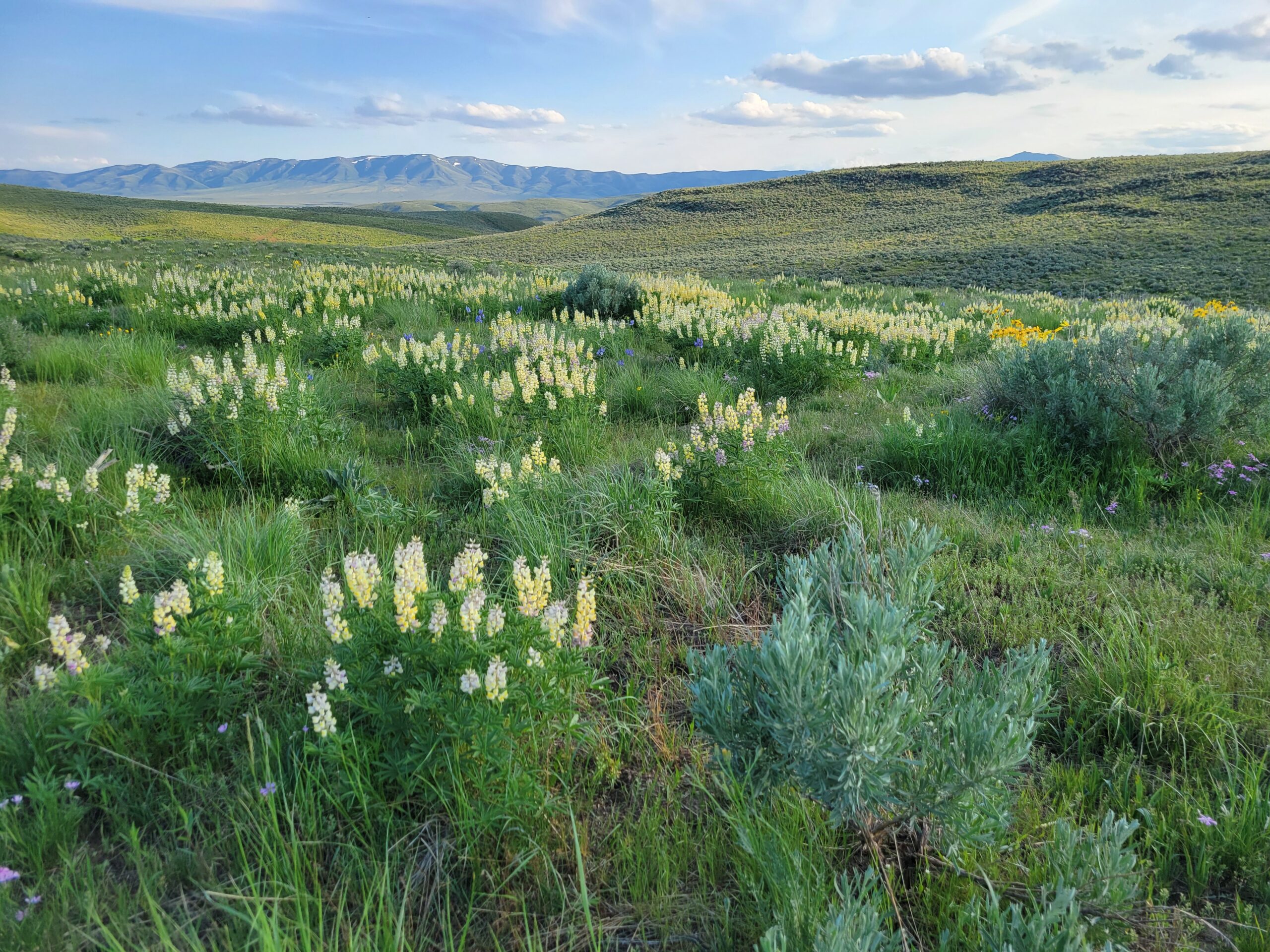 Northern Great Basin Conservation Bank